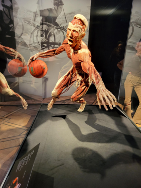 Udział w międzynarodowej wystawie „Body Worlds- Vitality”